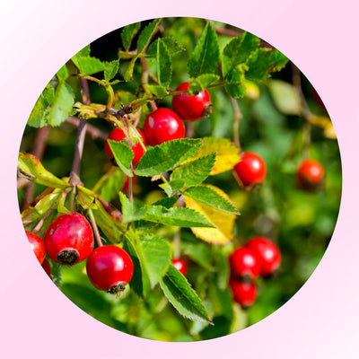 Rosehip Oil
